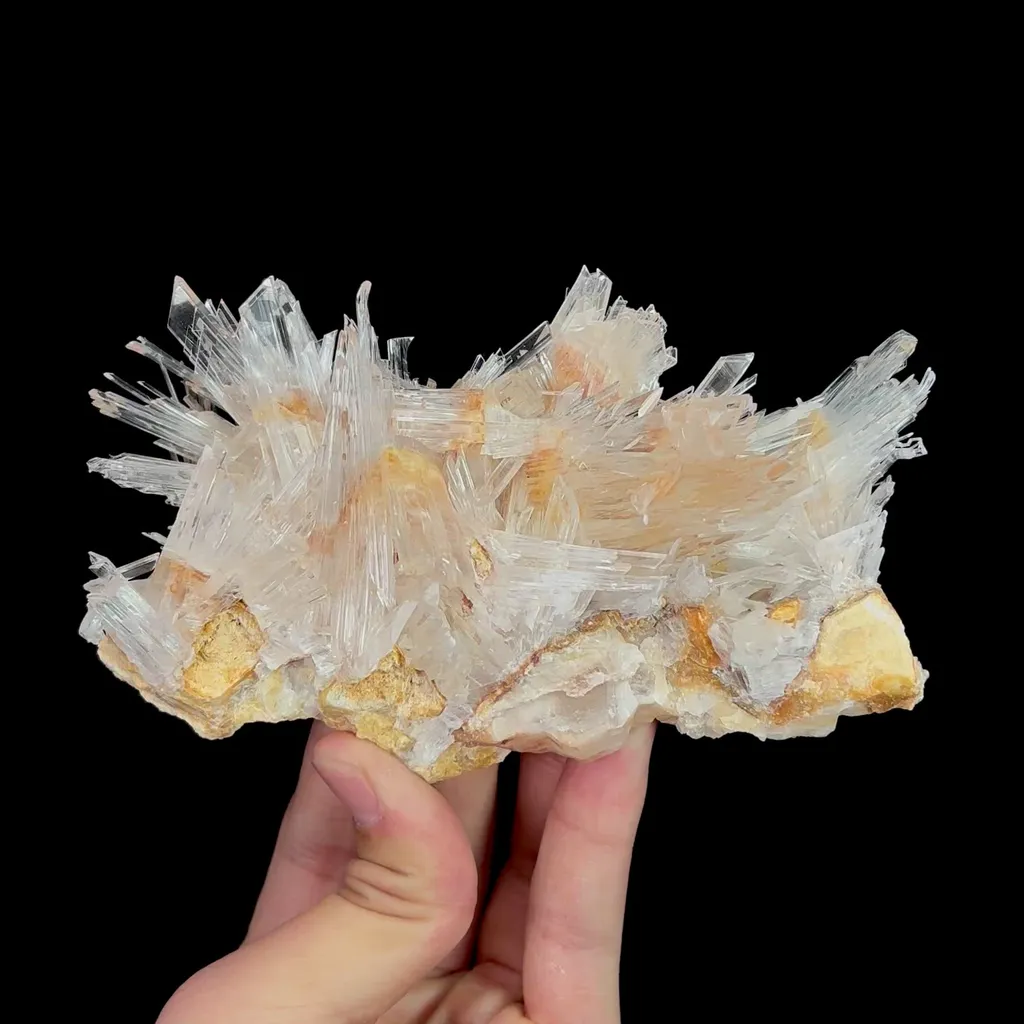 specimen video