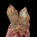 specimen video