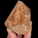 specimen video
