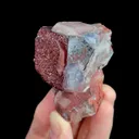 specimen video