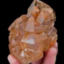 specimen video