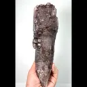 specimen video