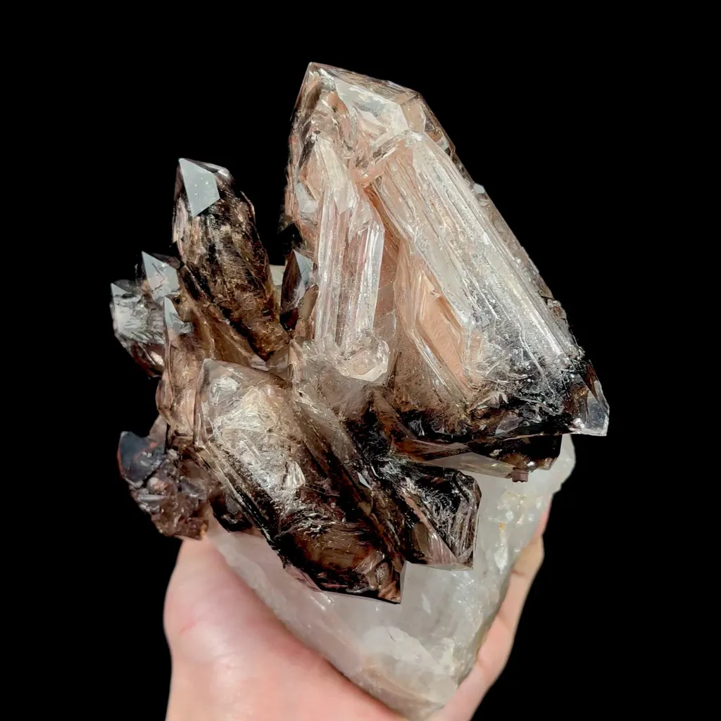 specimen video