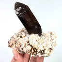 specimen video