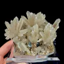 specimen video