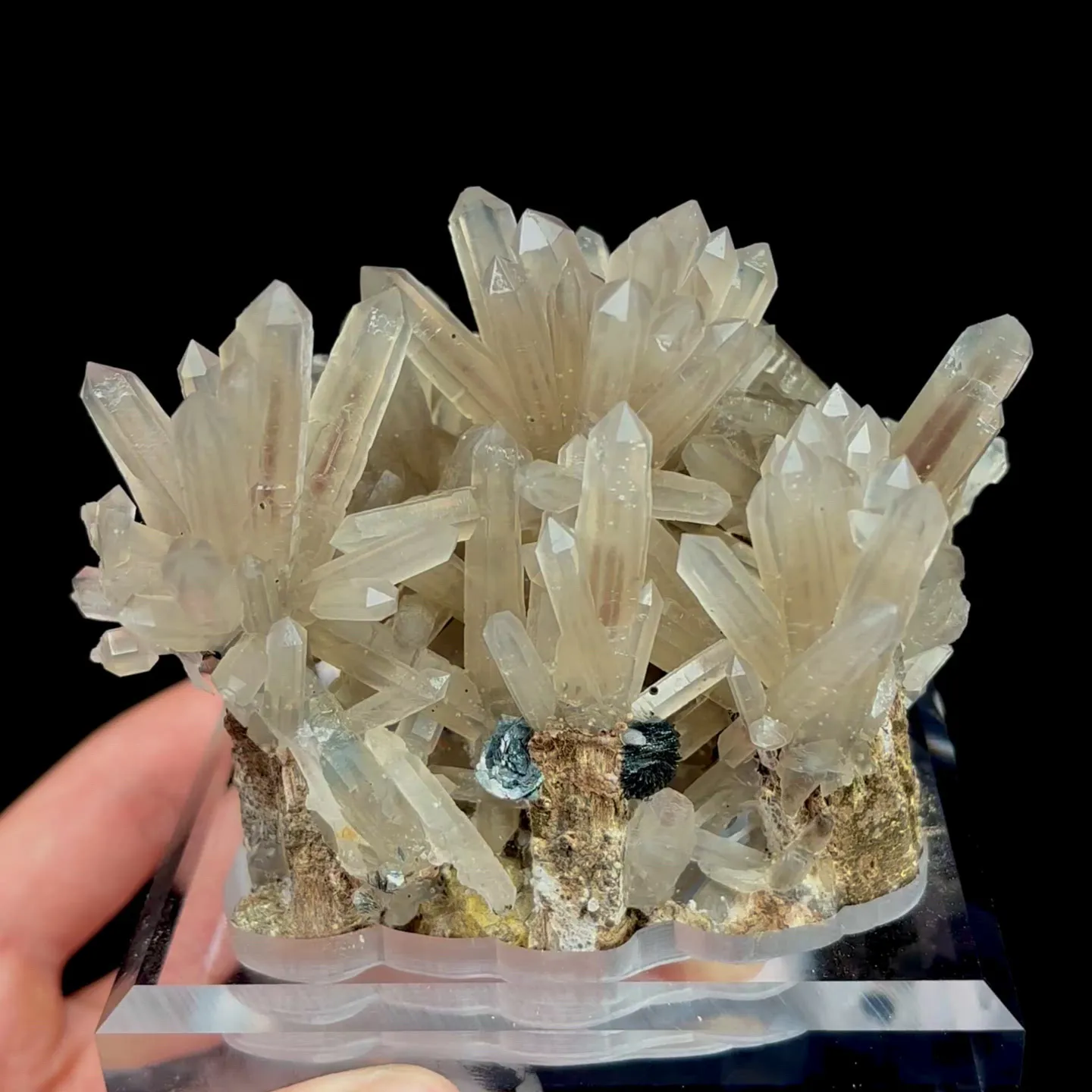 specimen video