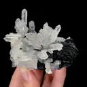 specimen video