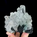 specimen video