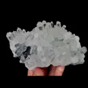 specimen video