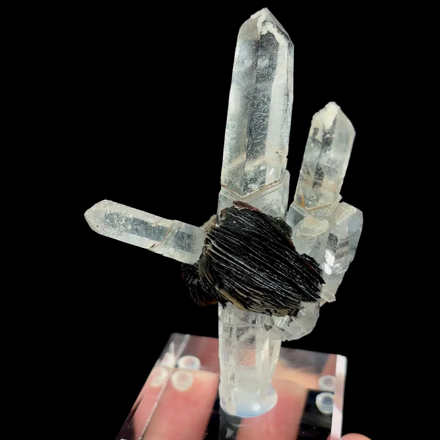 specimen video