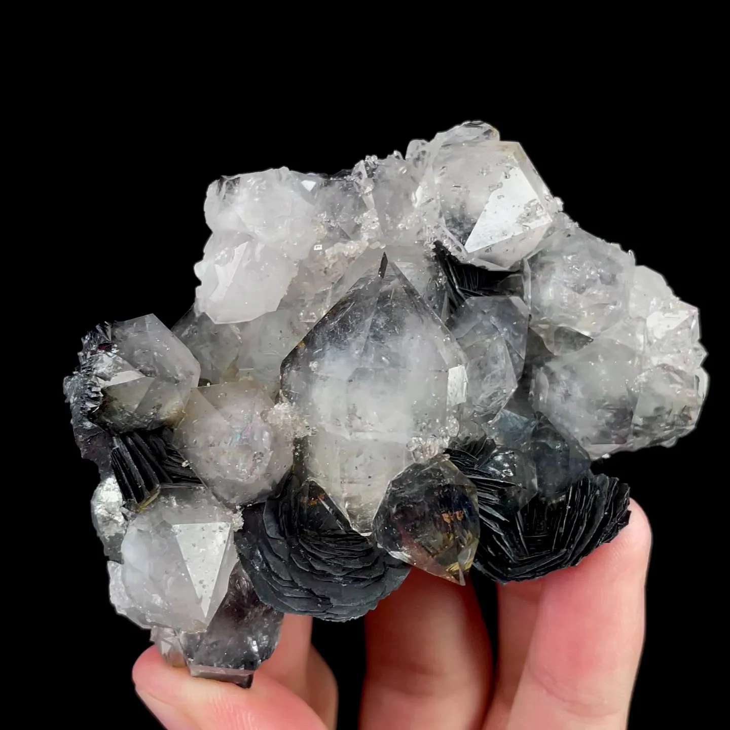 specimen video