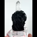 specimen video