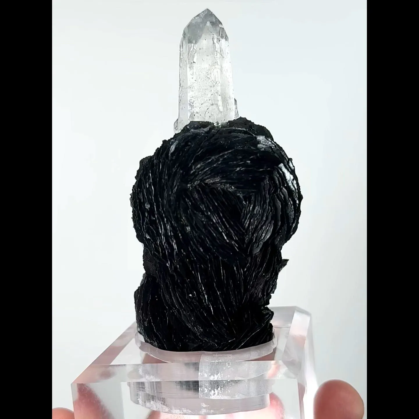 specimen video