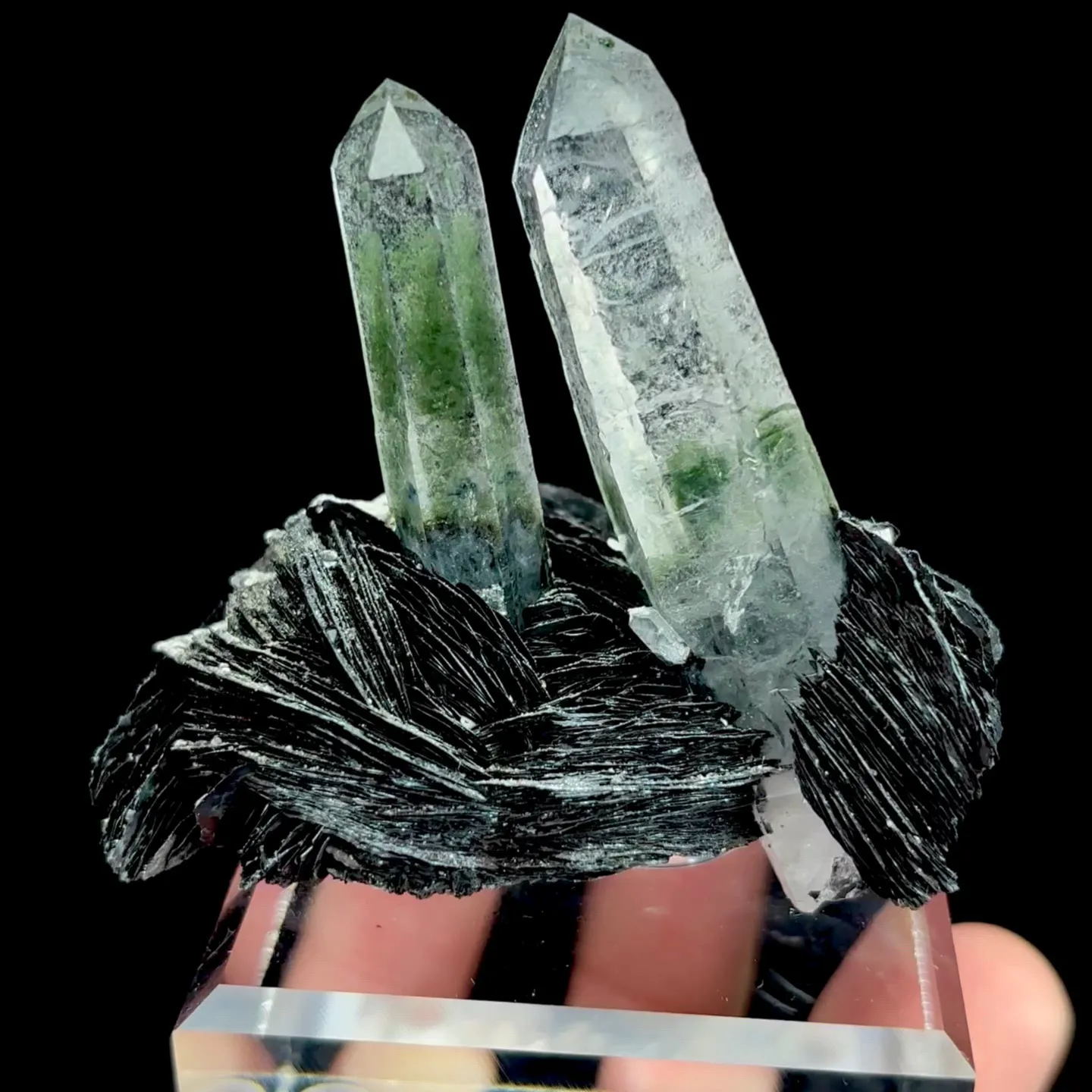 specimen video