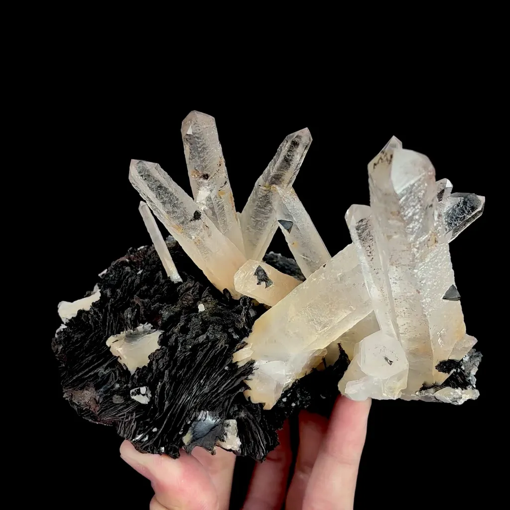 specimen video