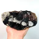 specimen video