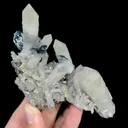 specimen video