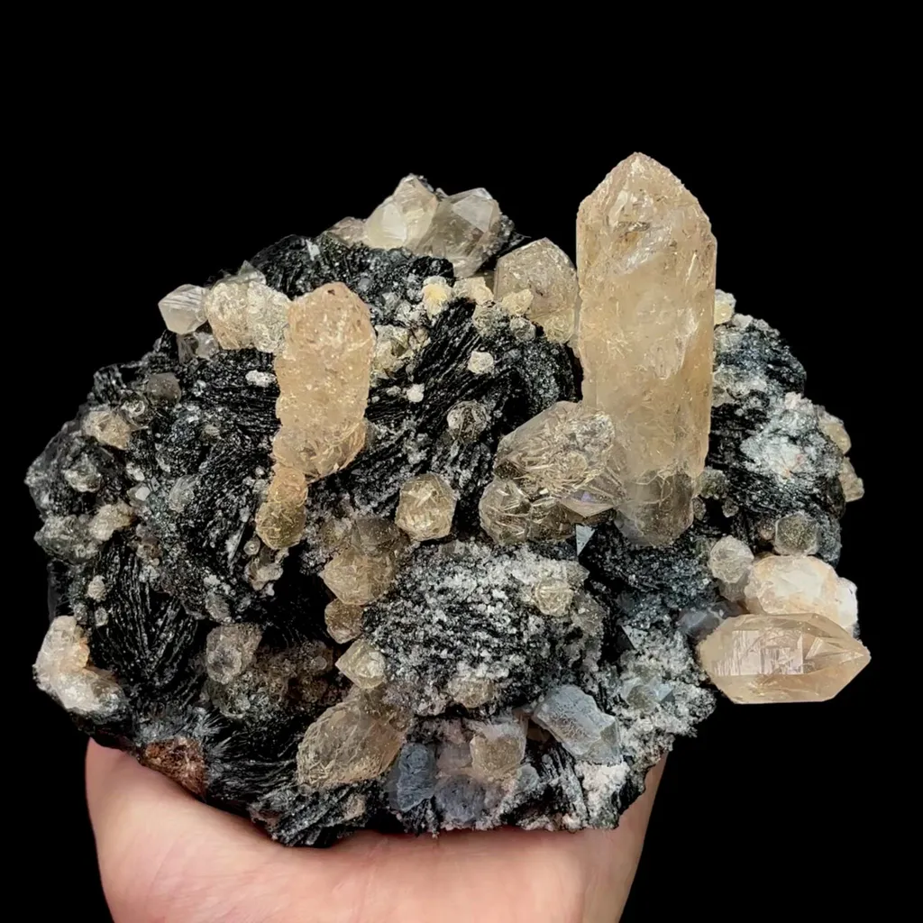 specimen video