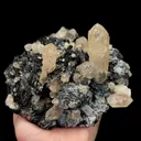 specimen video