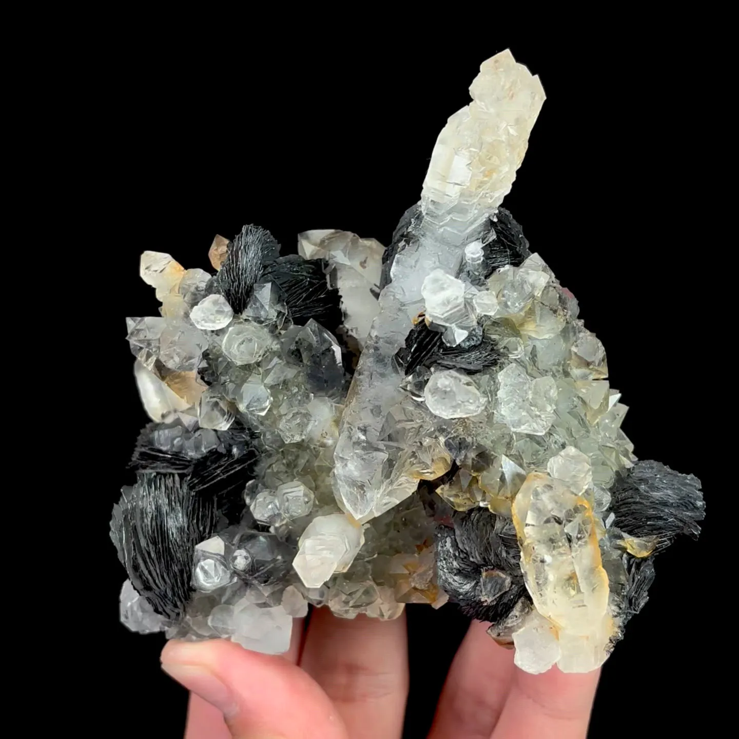 specimen video
