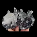specimen video