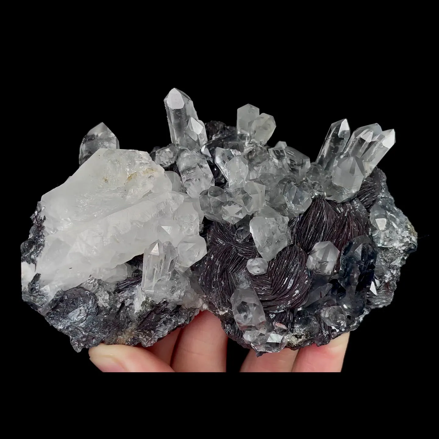 specimen video