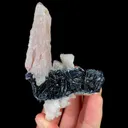specimen video
