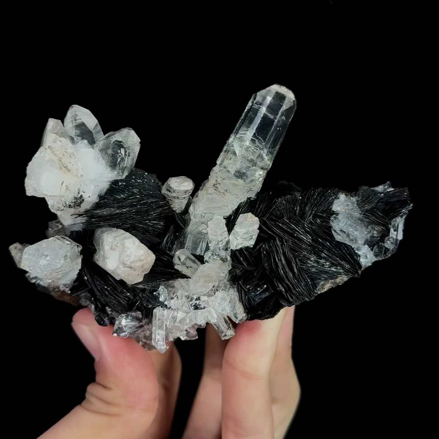 specimen video