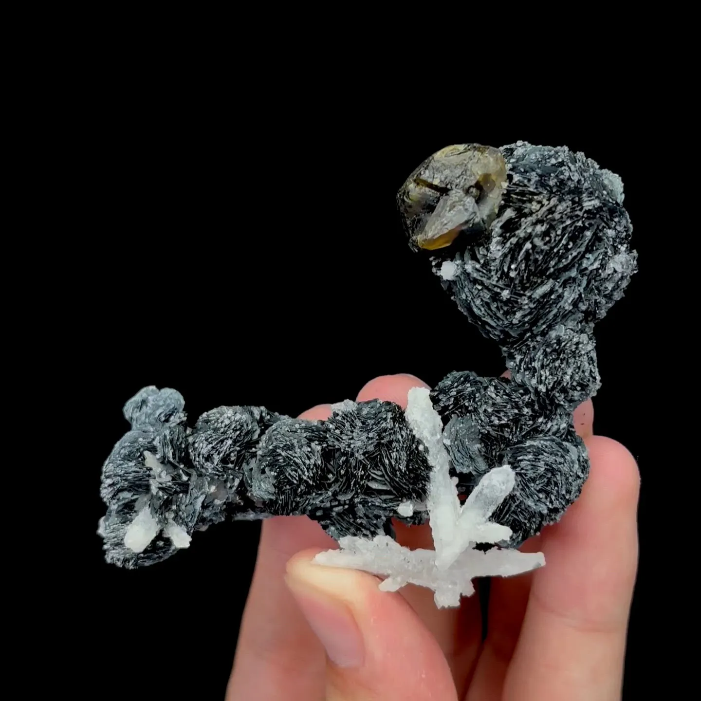 specimen video