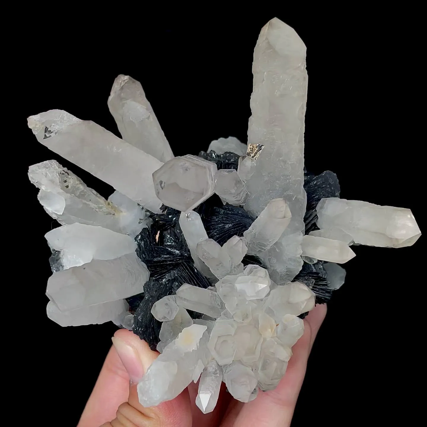 specimen video