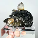 specimen video