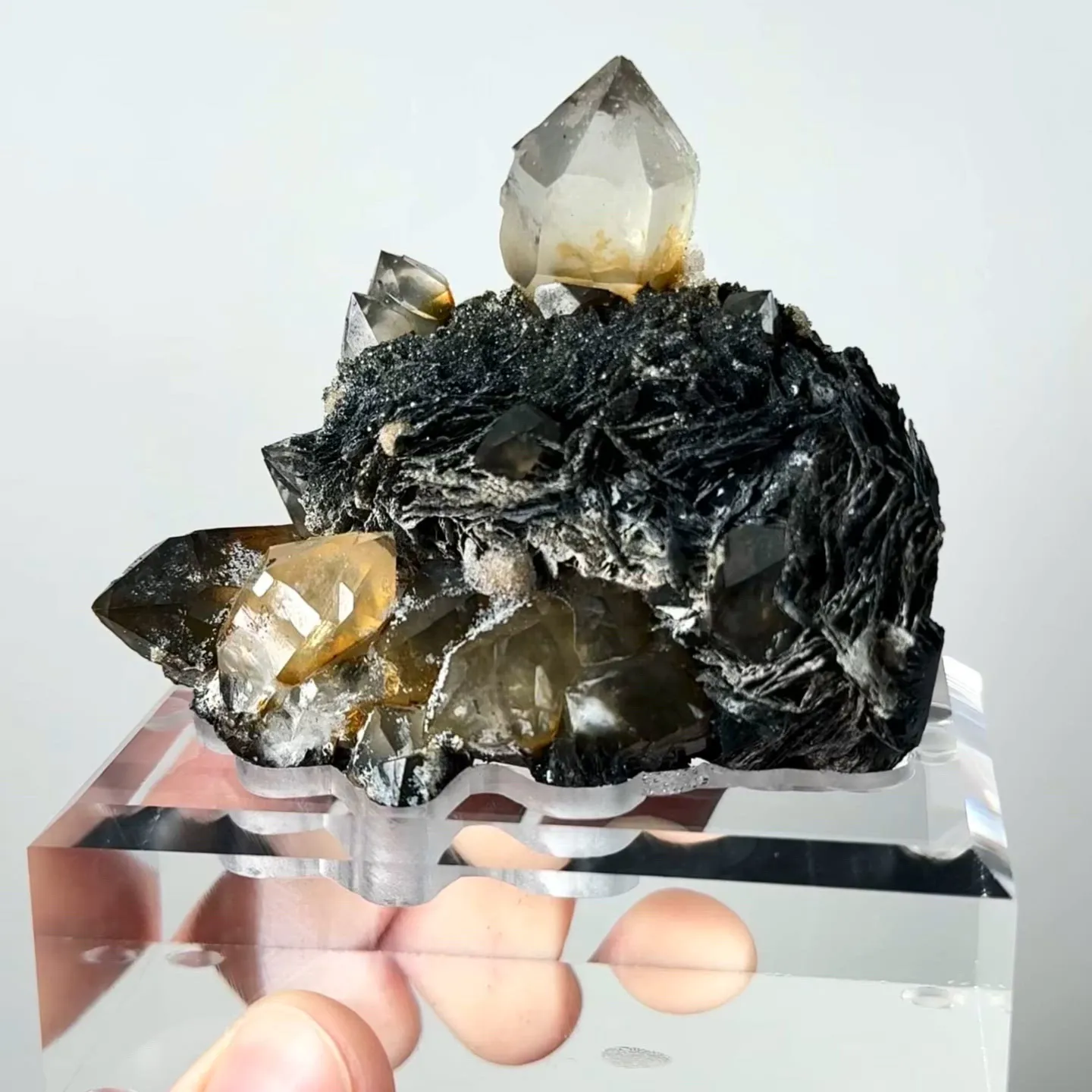 specimen video