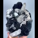 specimen video
