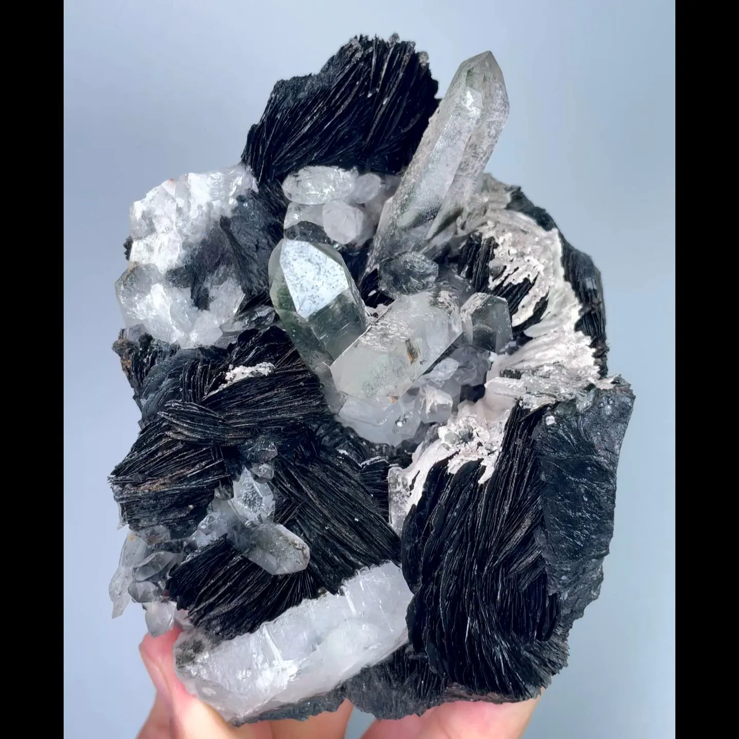 specimen video