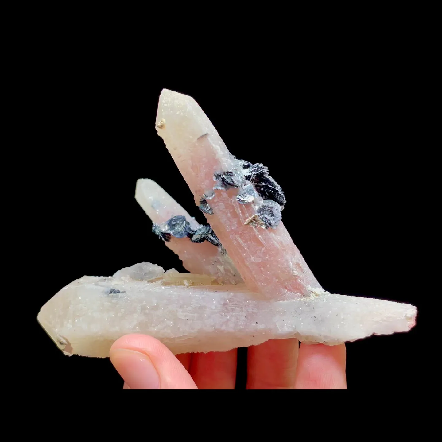 specimen video