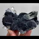 specimen video