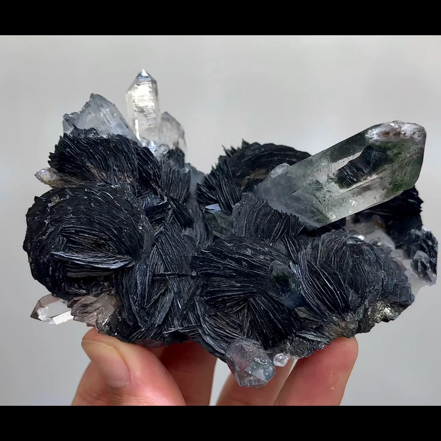 specimen video