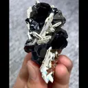 specimen video