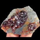 specimen video