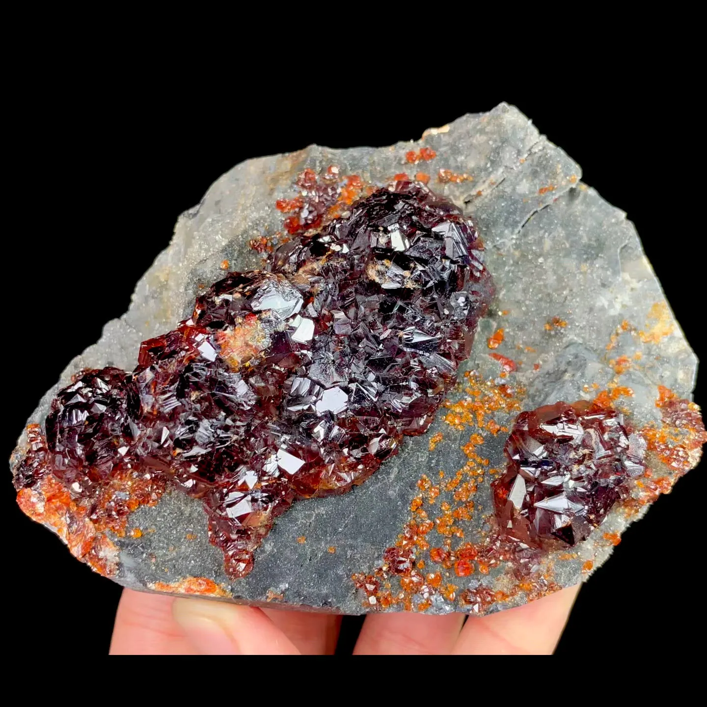 specimen video