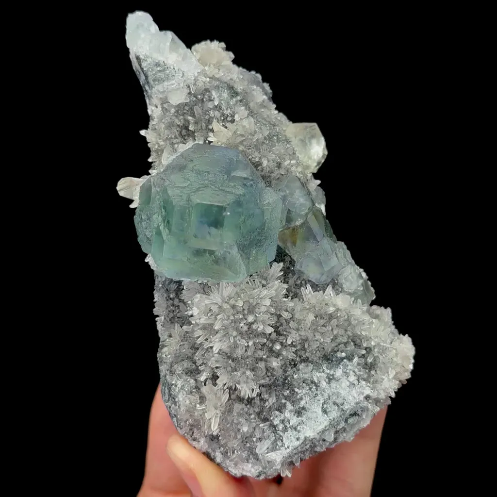 specimen video