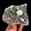 specimen video