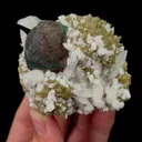 specimen video