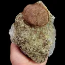 specimen video