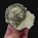 specimen video