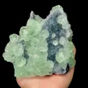 specimen video