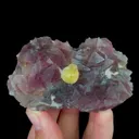 specimen video