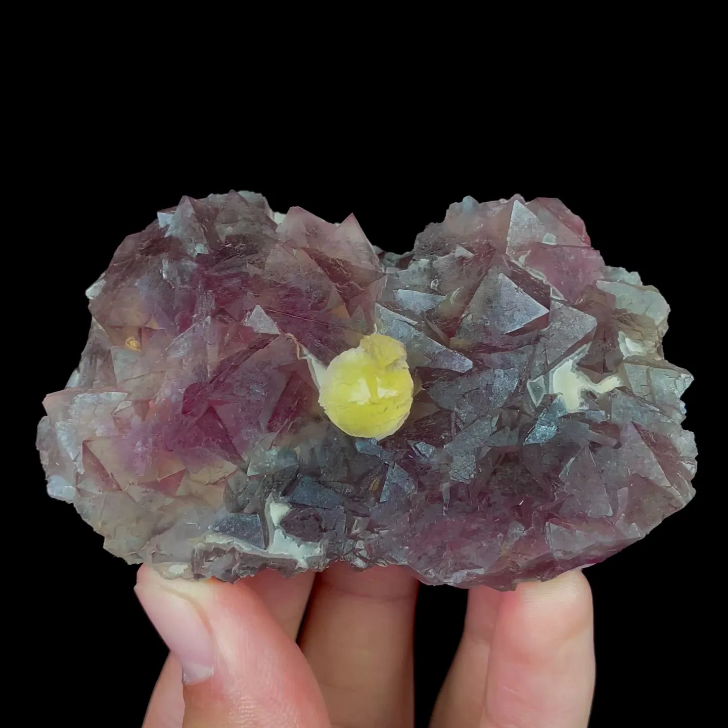 specimen video