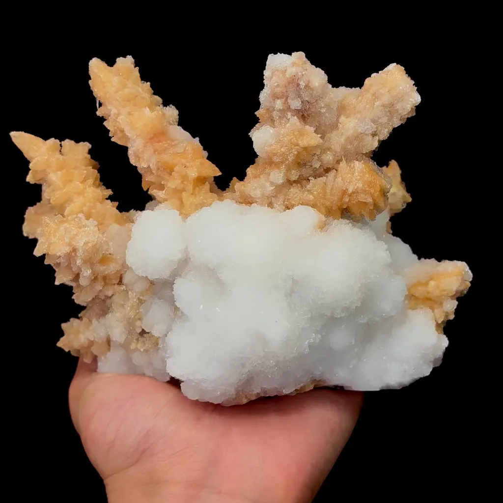 specimen video