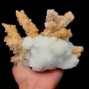 specimen video